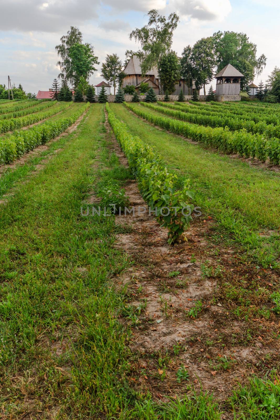 agricultural field, nature and agriculture farming series