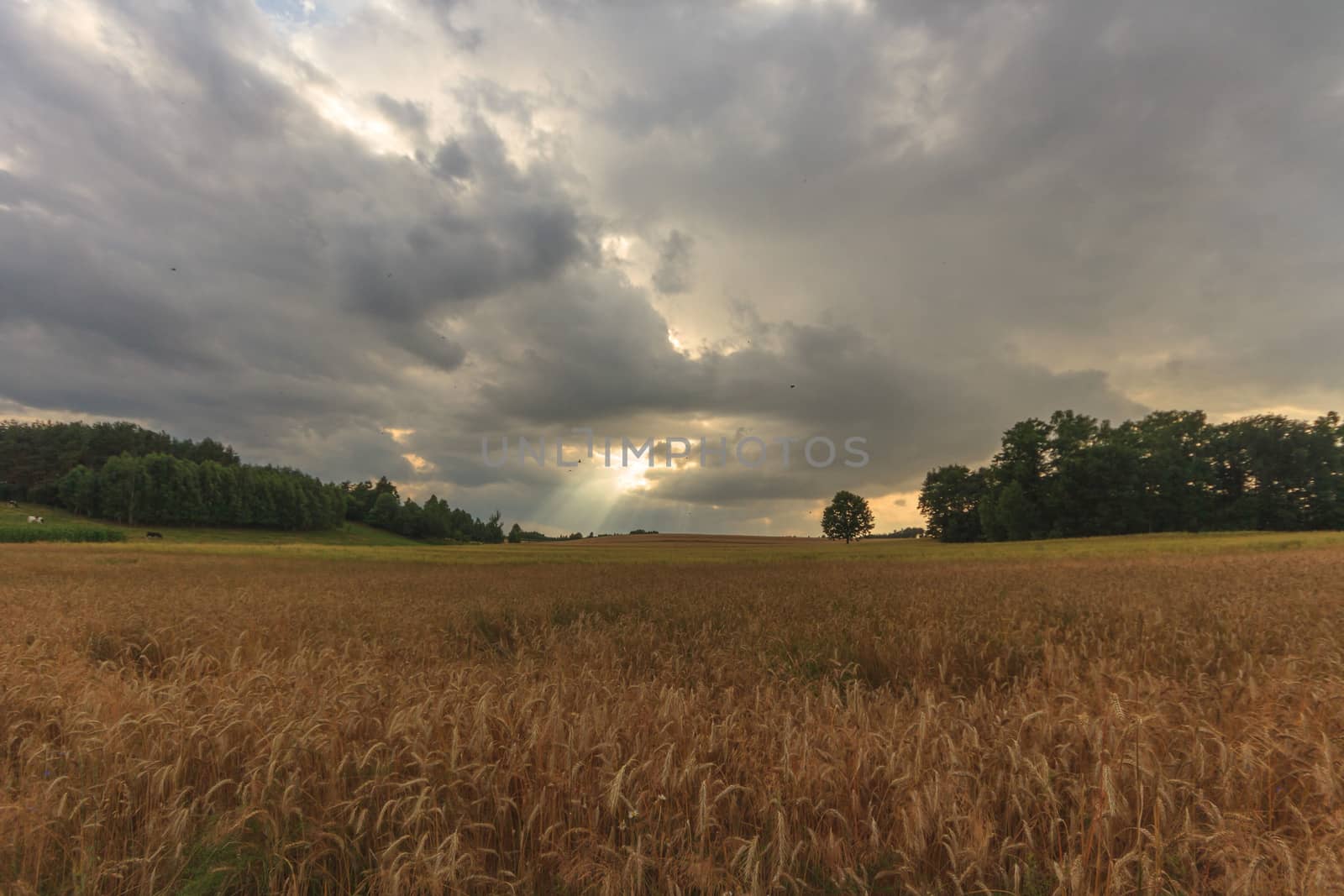 agricultural field, nature and agriculture farming series