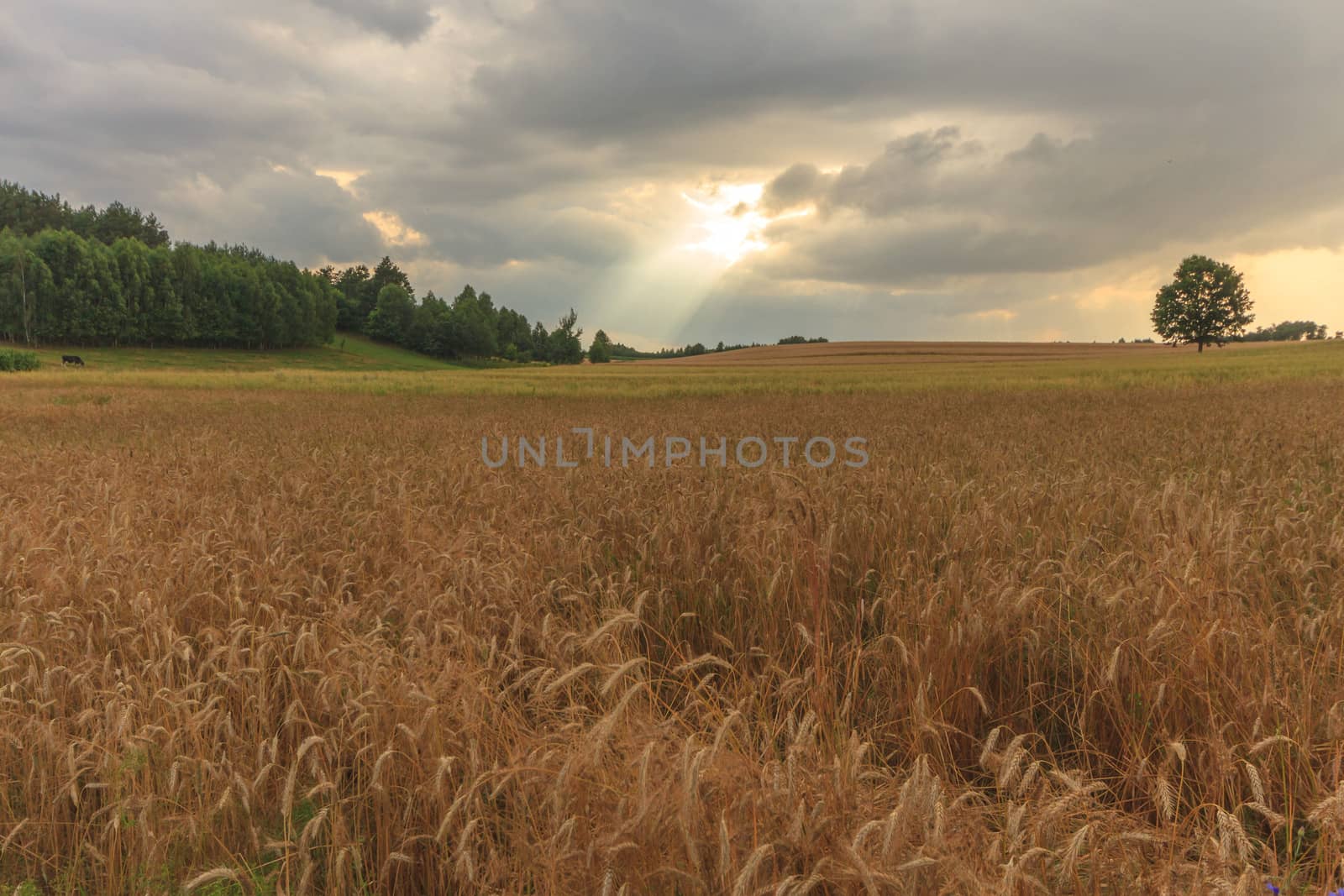 agricultural field, nature and agriculture farming series
