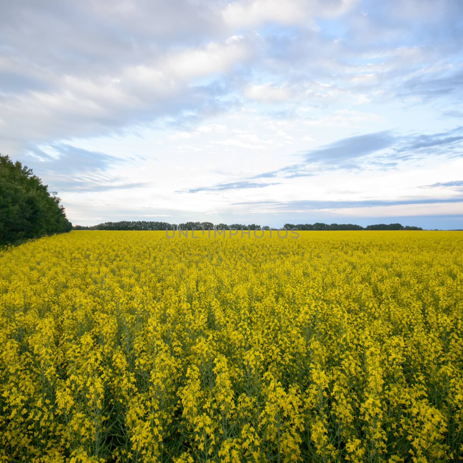 agricultural field, nature and agriculture farming series