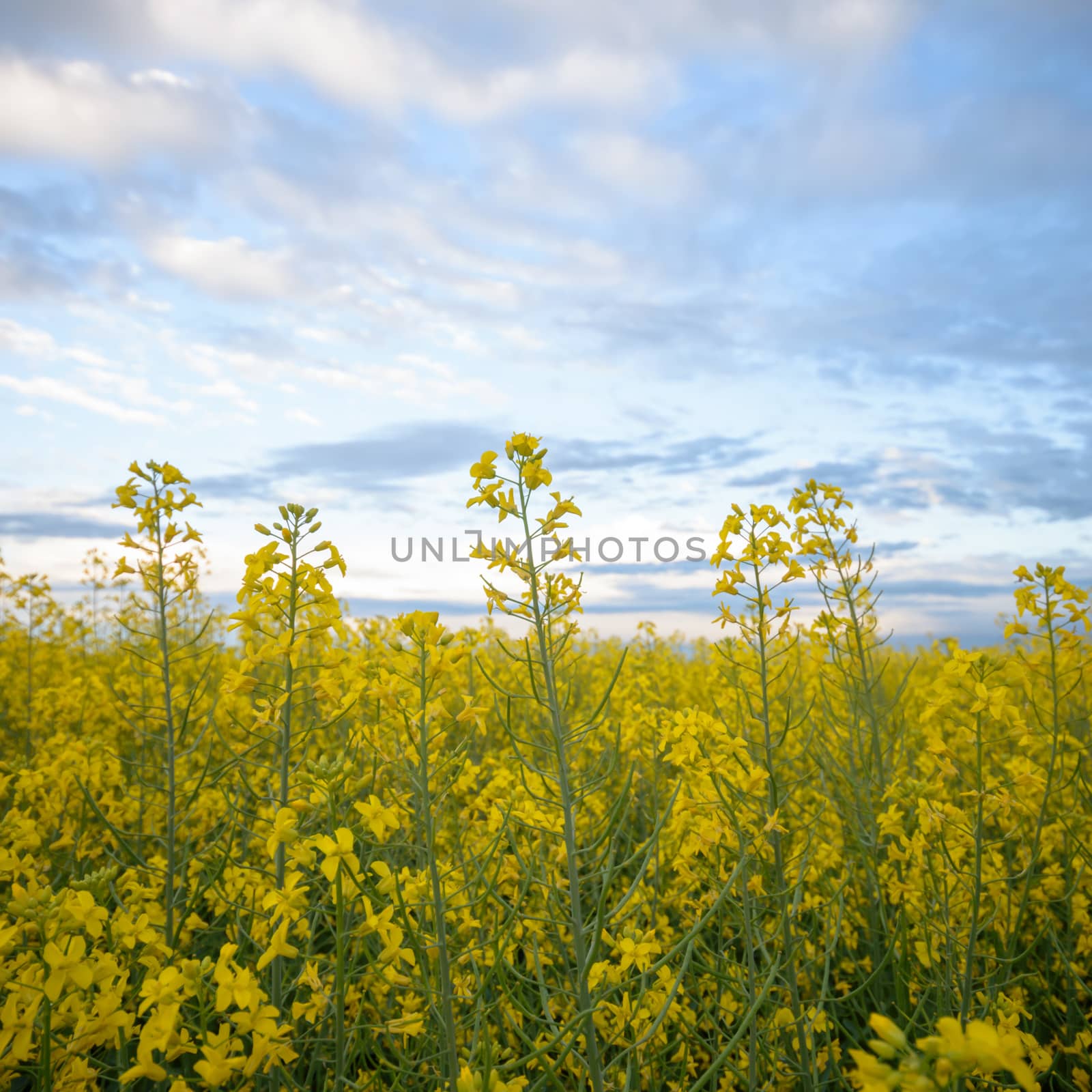 agricultural field, nature and agriculture farming series
