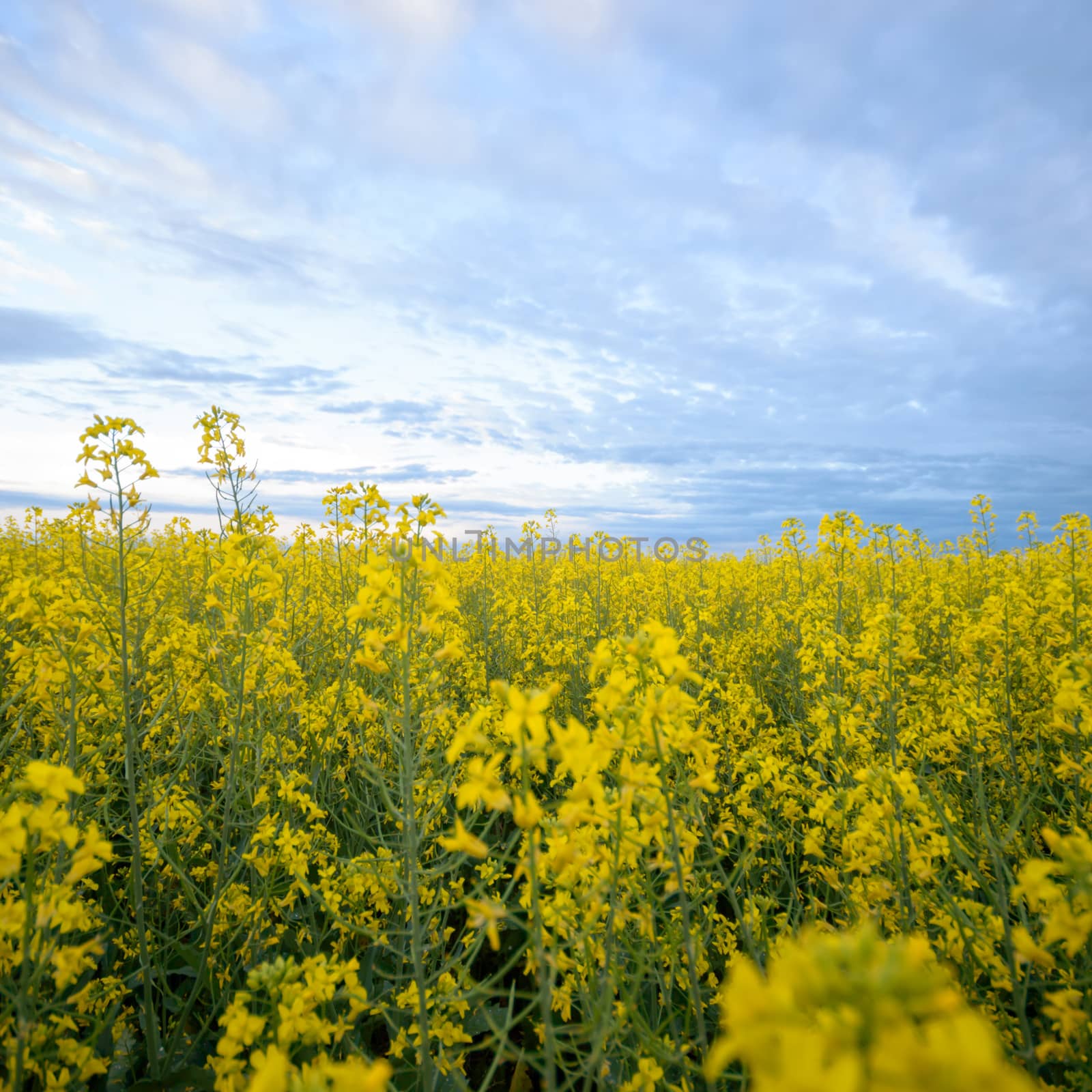 agricultural field, nature and agriculture farming series