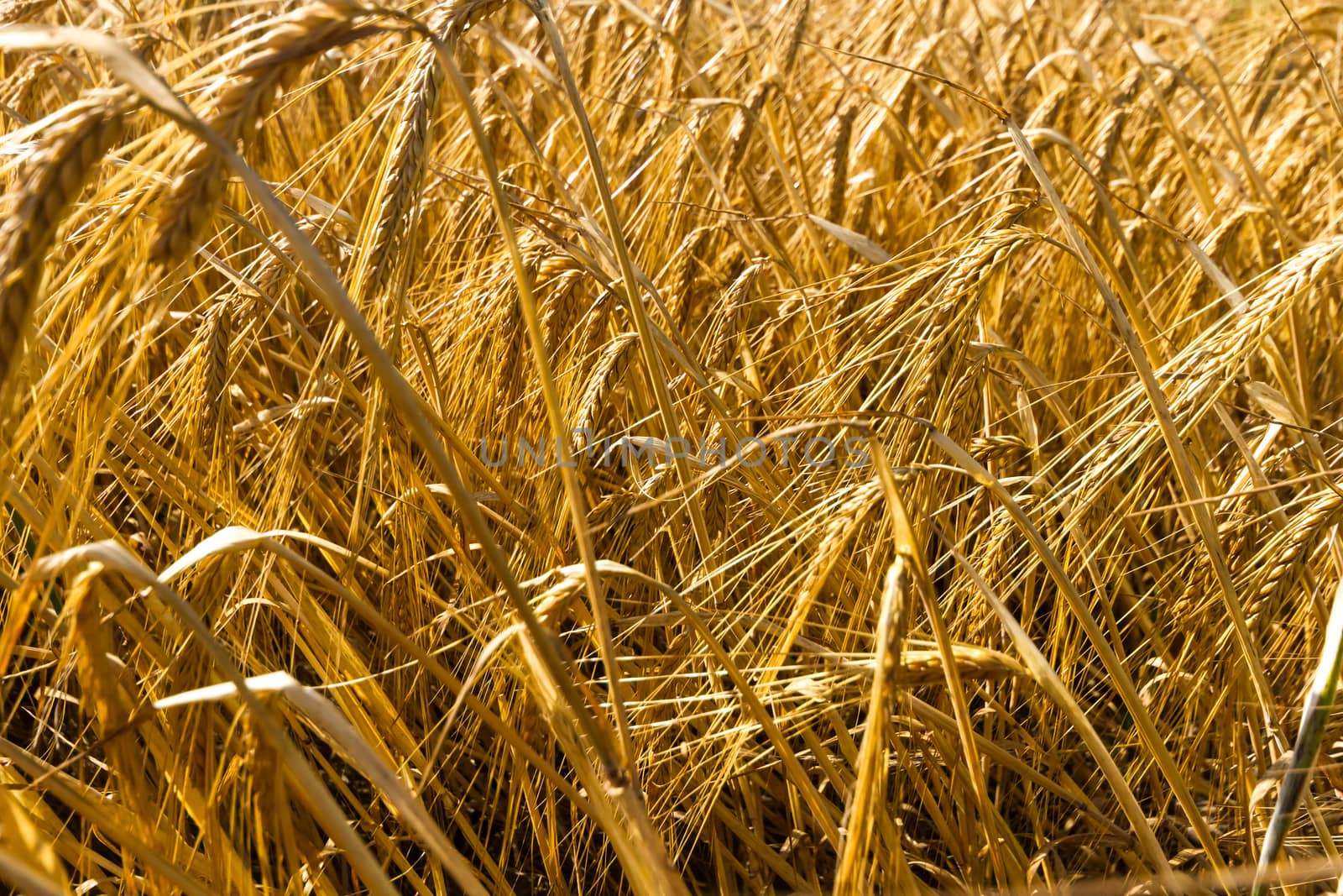 agricultural field, nature and agriculture farming series