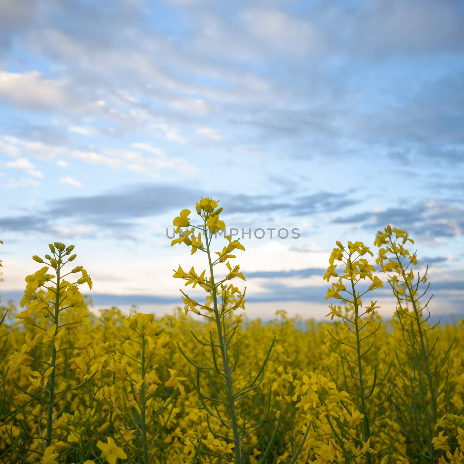 agricultural field, nature and agriculture farming series