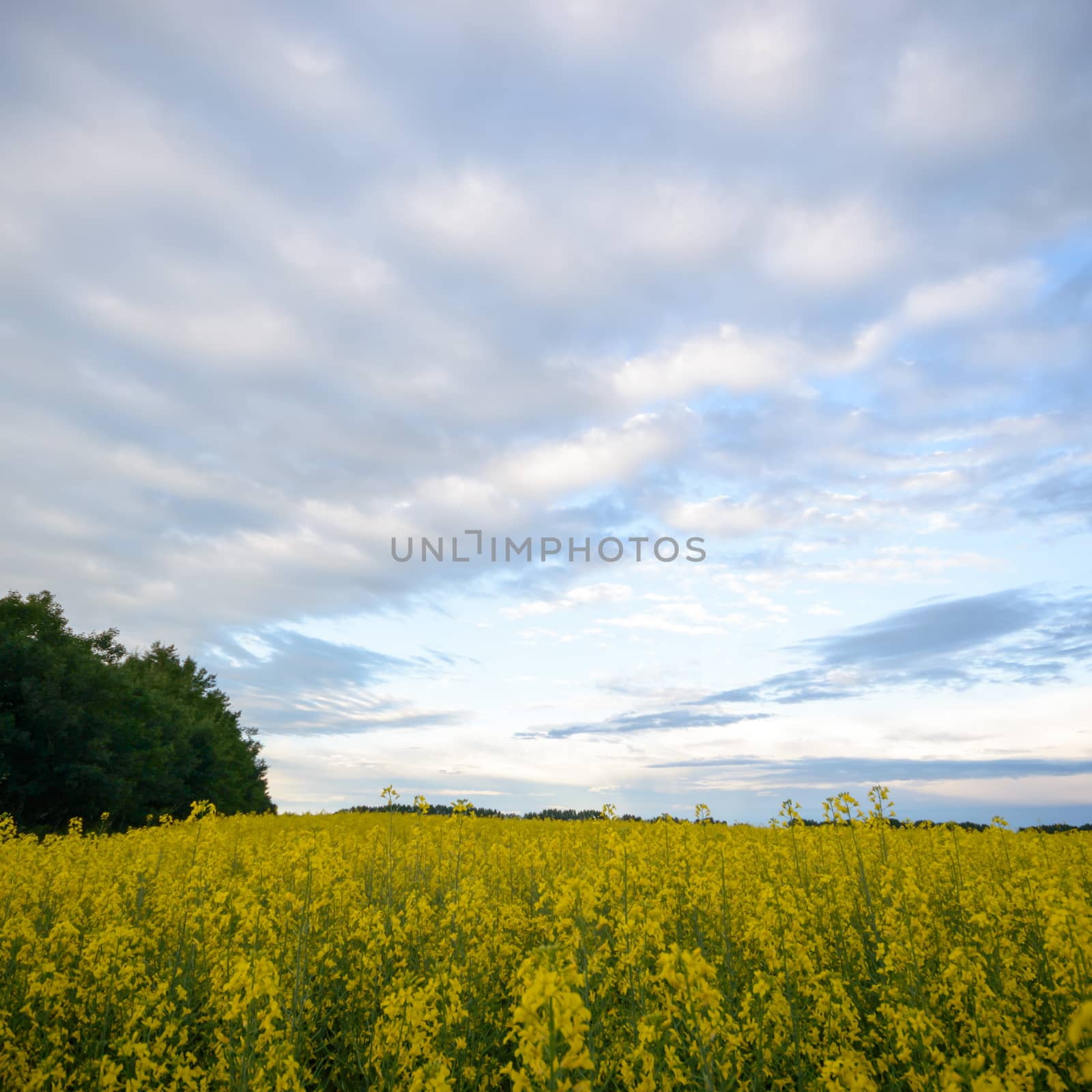 agricultural field, nature and agriculture farming series