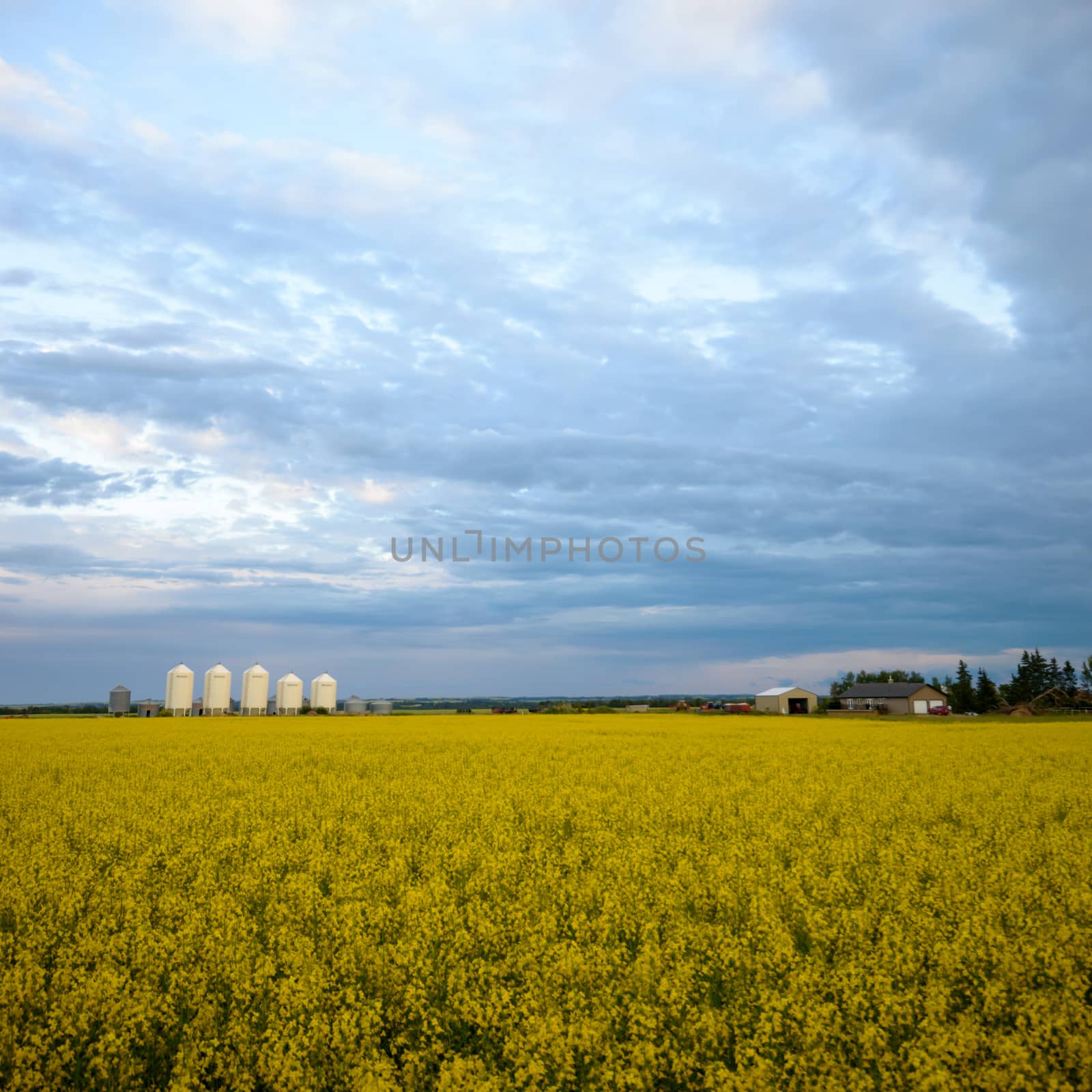 agricultural field, nature and agriculture farming series