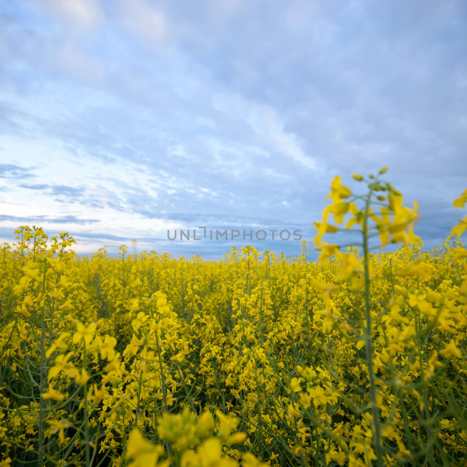 agricultural field, nature and agriculture farming series