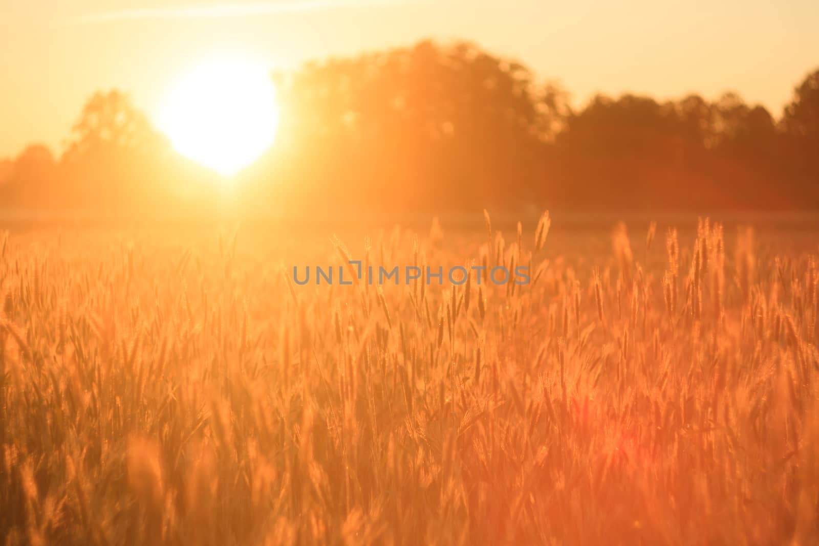agricultural field, nature and agriculture farming series