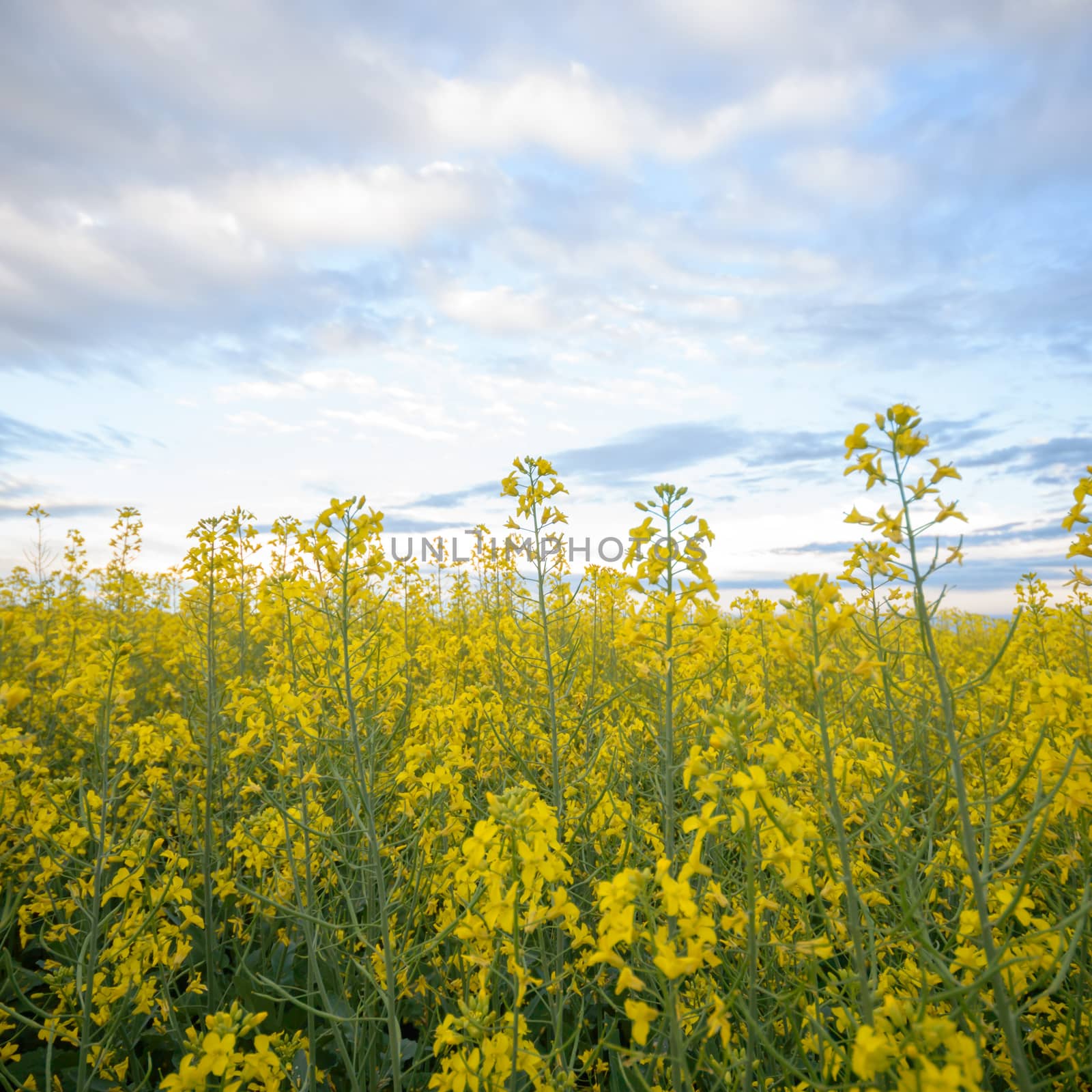 agricultural field, nature and agriculture farming series