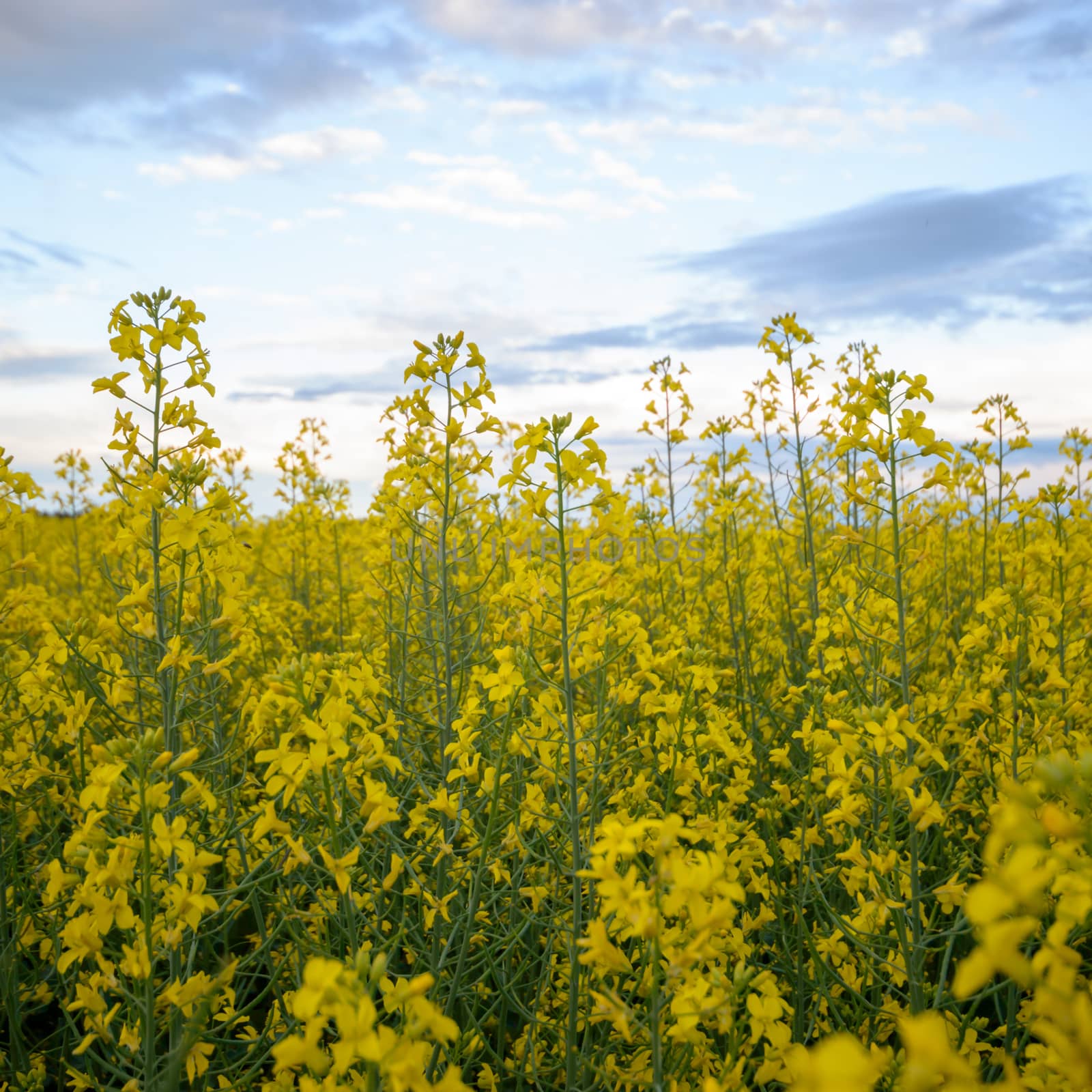 agricultural field, nature and agriculture farming series