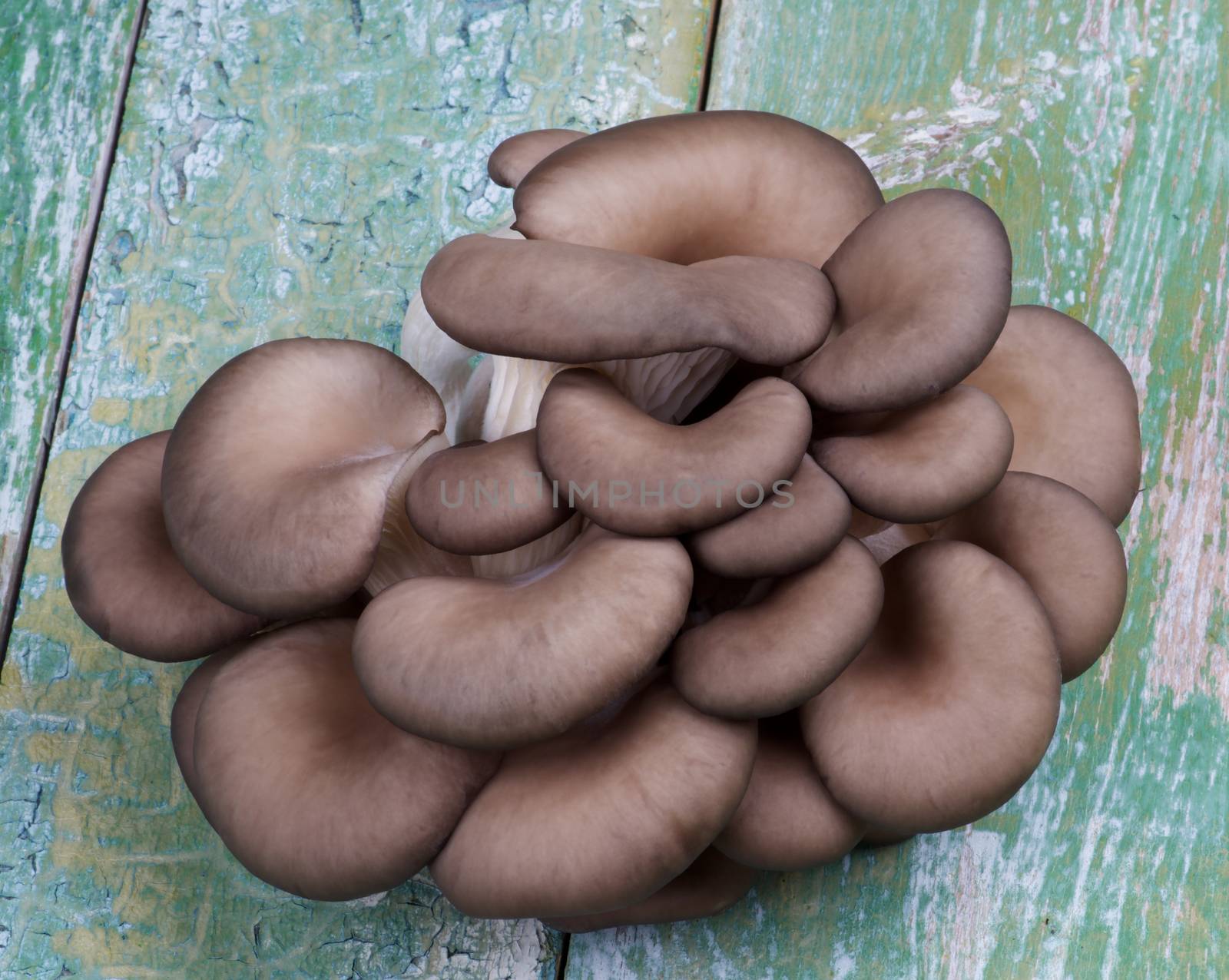 Heap of Raw Oyster Mushrooms closeup on Cracked Green Wooden background