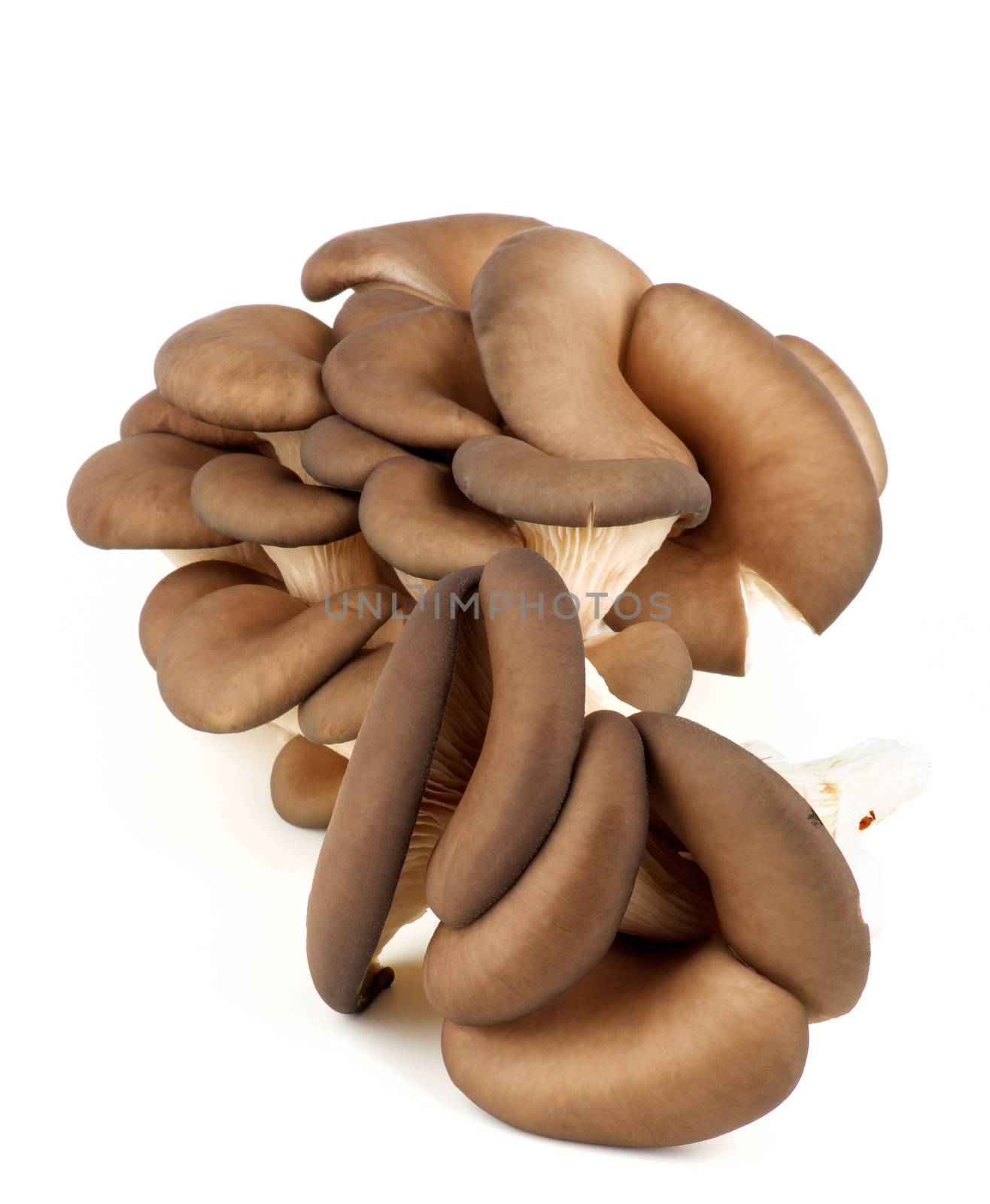 Big Heap of Raw Oyster Mushrooms isolated on White background