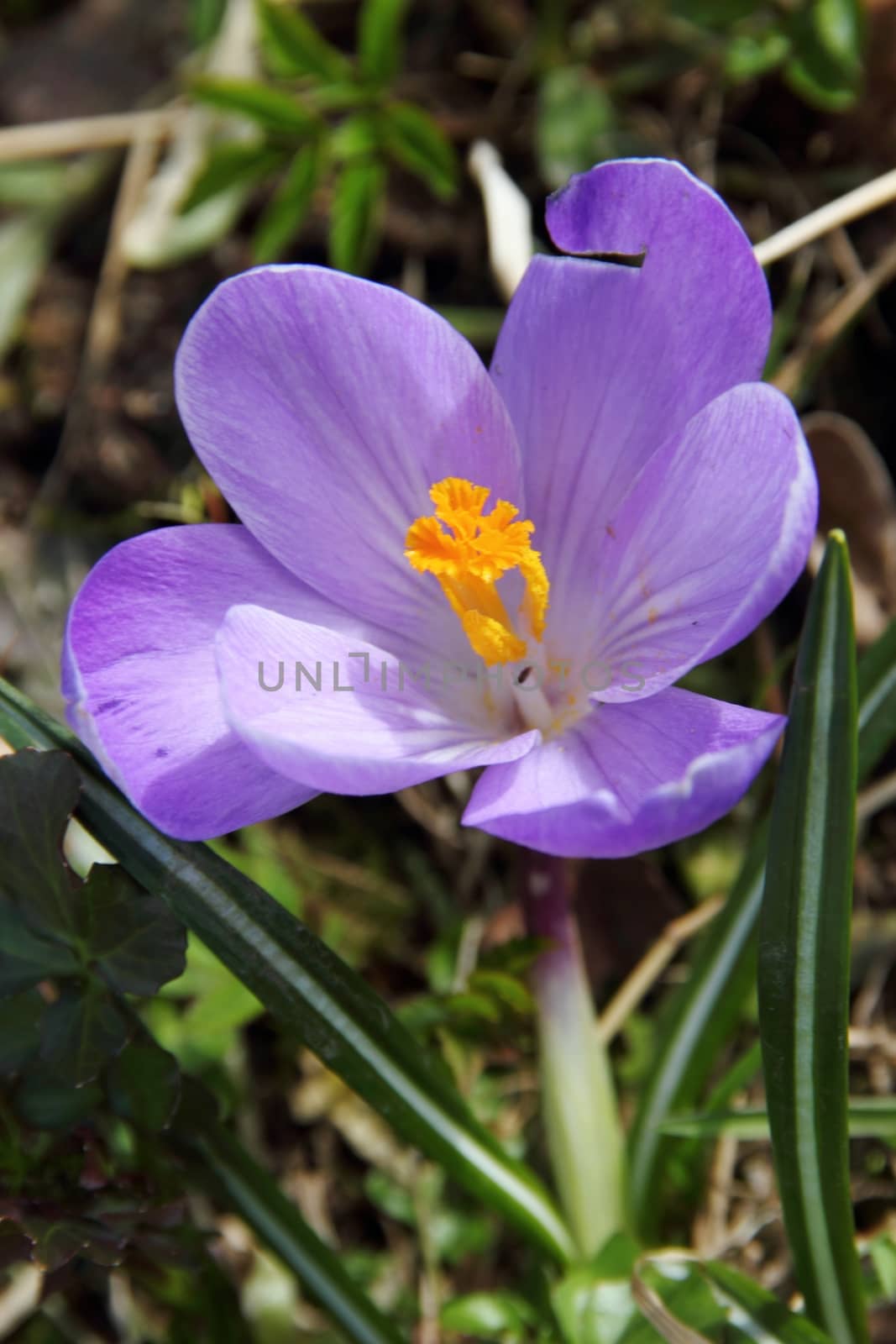 Blooming purple crocus - flower primrose. Spring garden