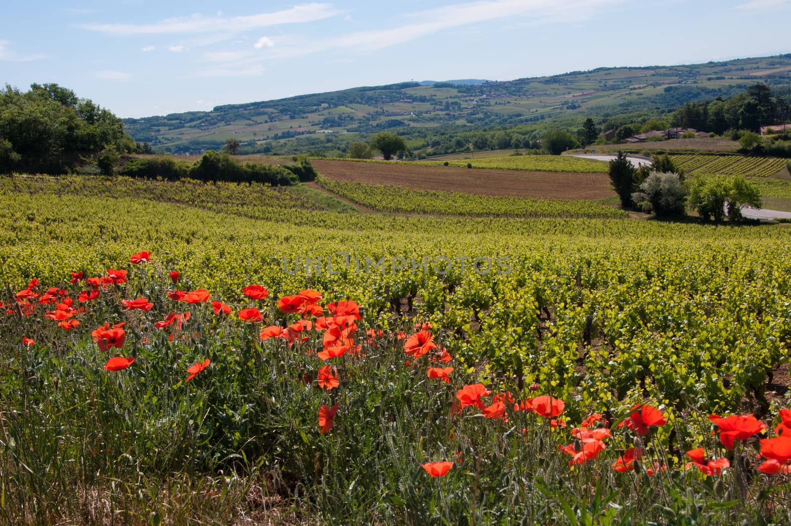 bagnols,rhone,france