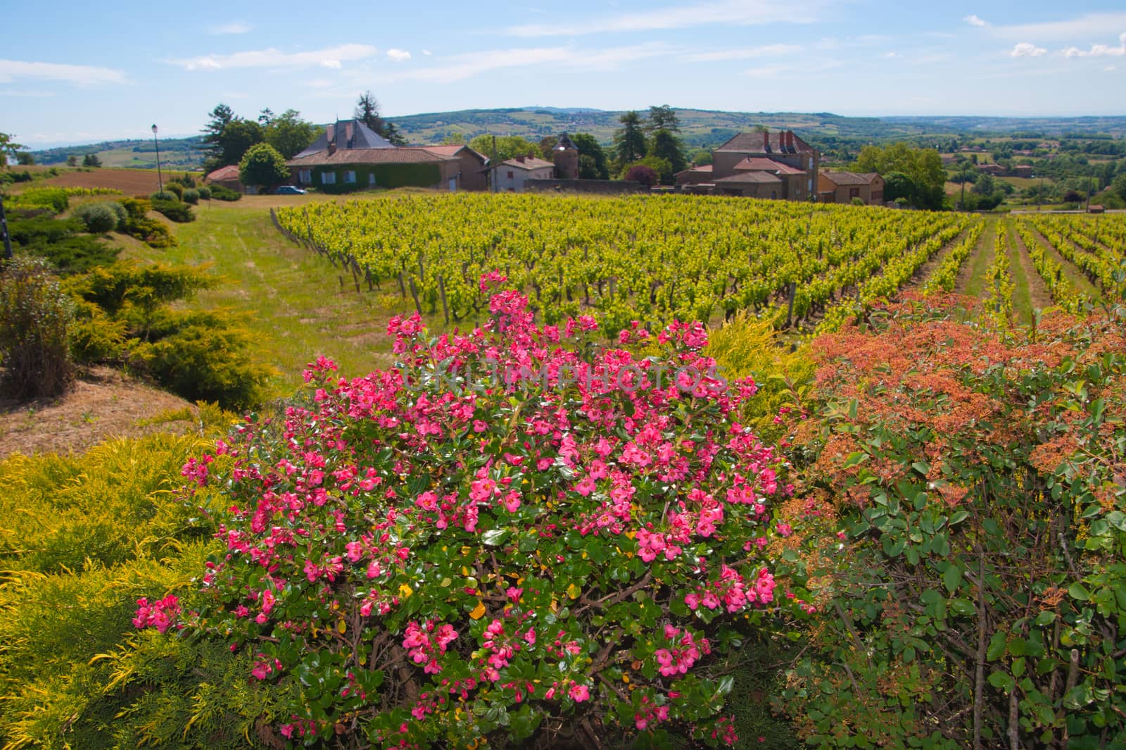 bagnols,rhone,france