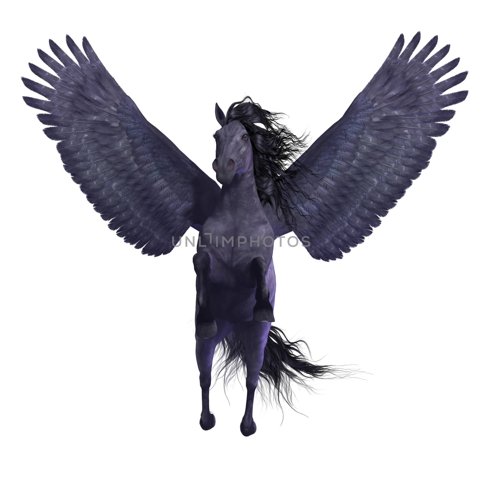 Black Pegasus on White by Catmando