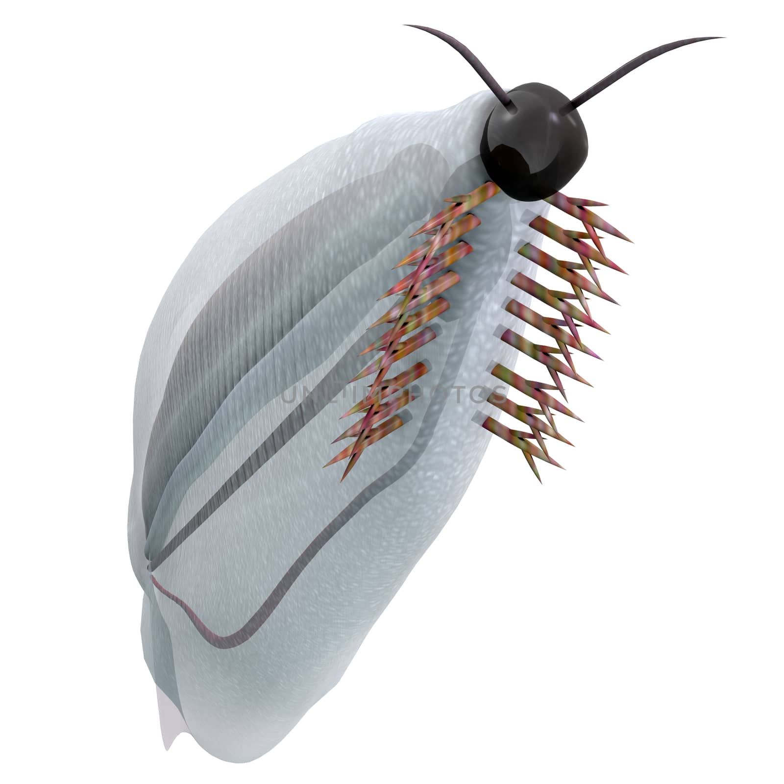 Pikaia is an extinct Burgess shale animal that lived in the Cambrian Period of British Columbia, Canada.