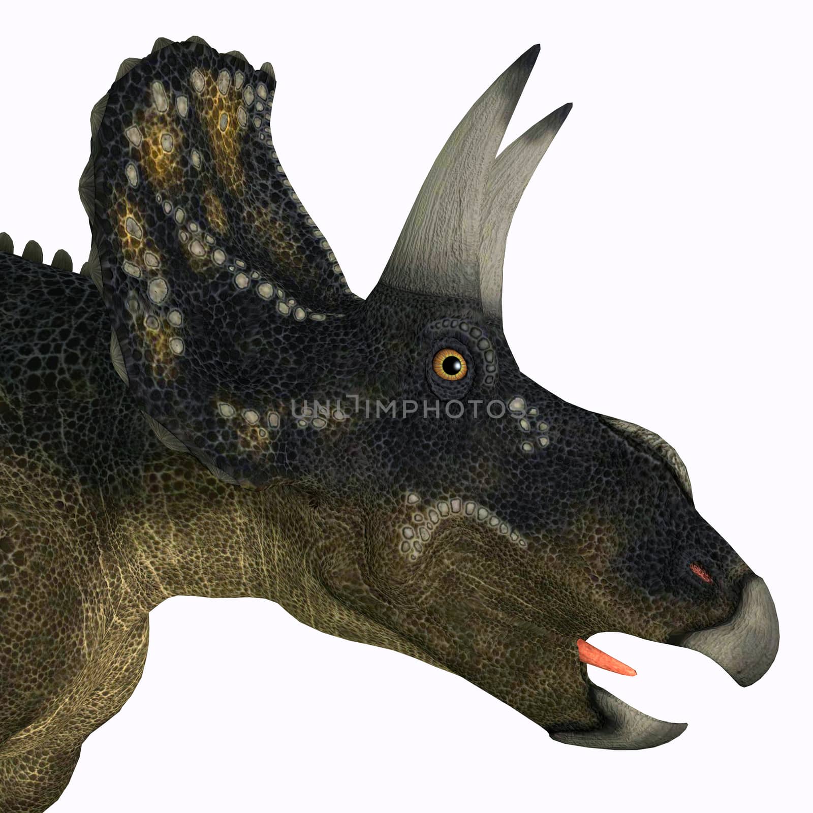 Nedoceratops is a herbivorous ceratopsian dinosaur that lived in the Cretaceous Period of Wyoming, North America.