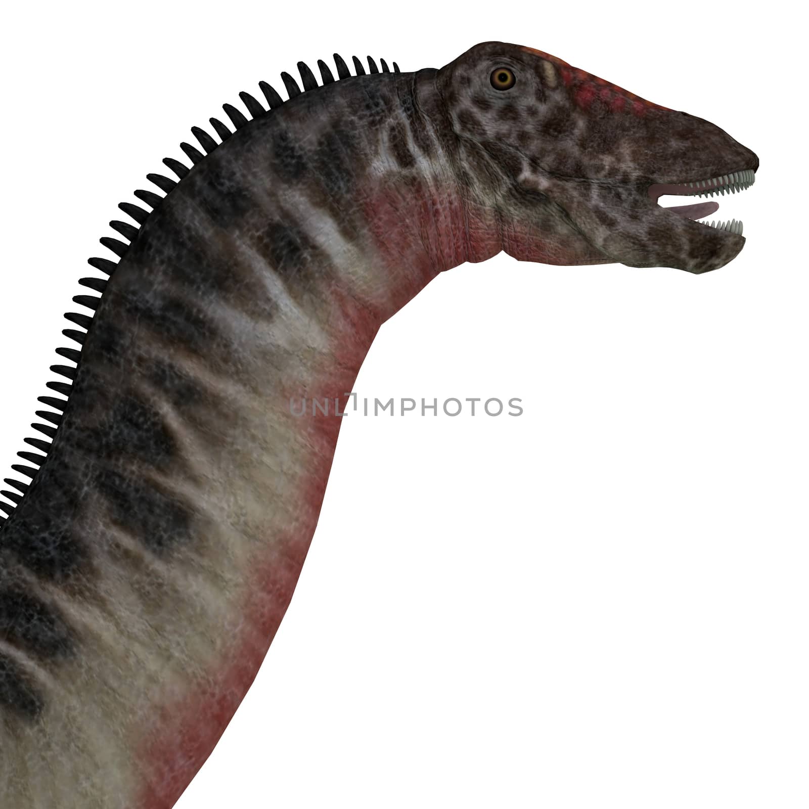 Dicraeosaurus Dinosaur Head by Catmando