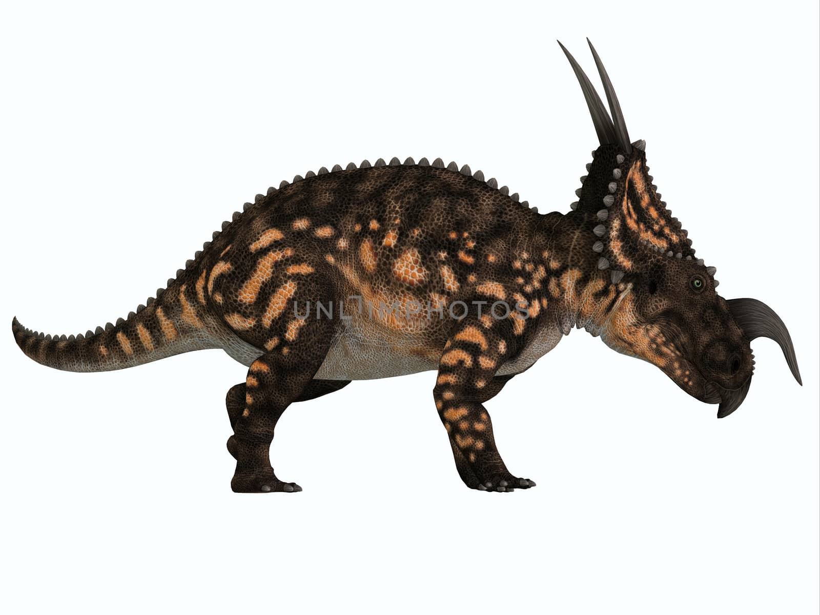 Einiosaurus was a herbivorous ceratopsian dinosaur that lived in the Cretaceous Age of Montana, North America.