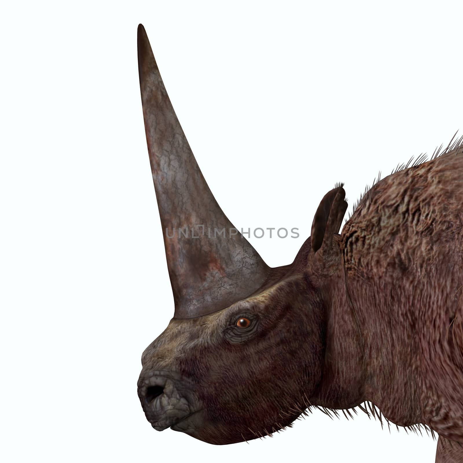 Elasmotherium Head by Catmando