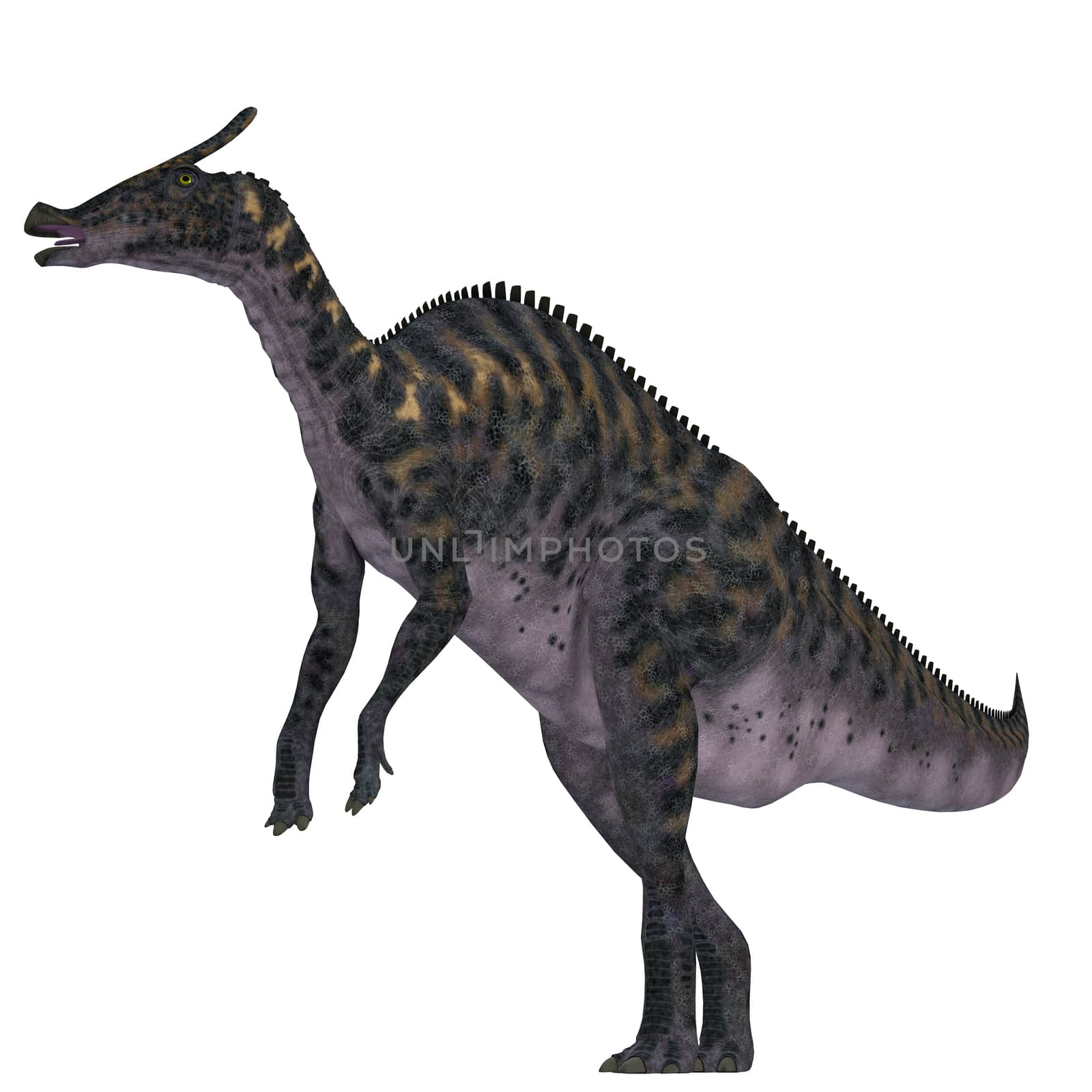 Saurolophus was a Hadrosaur herbivorous dinosaur that lived in Mongolia, Asia in the Cretaceous Period.