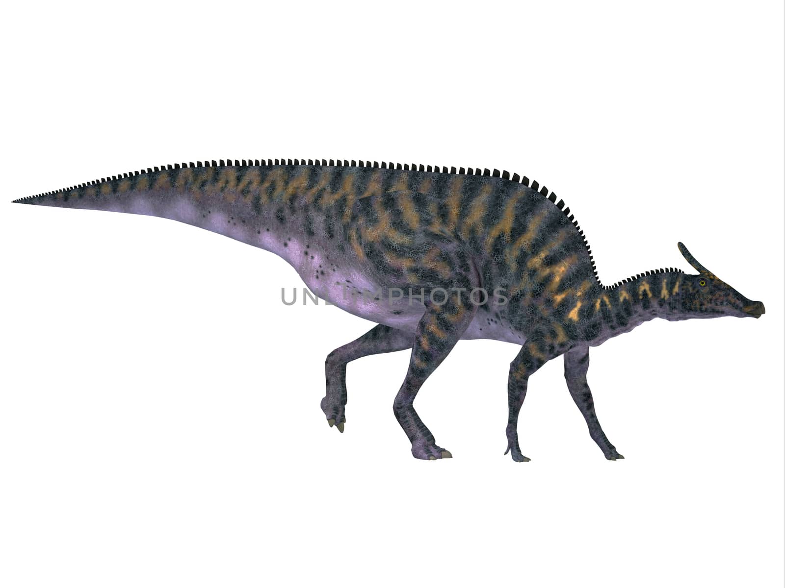 Saurolophus was a Hadrosaur herbivorous dinosaur that lived in Mongolia, Asia in the Cretaceous Period.