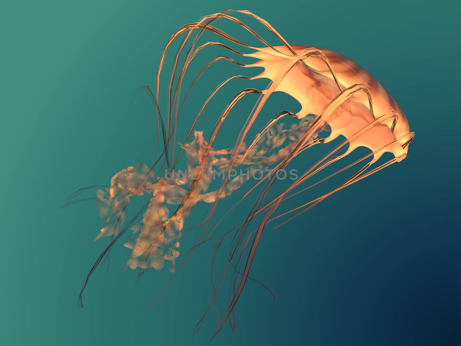 Sea Nettle Jellyfish by Catmando