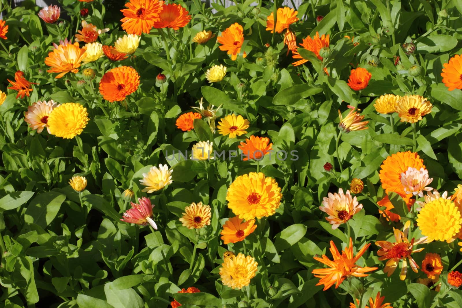 colored marigold garden  by Metanna