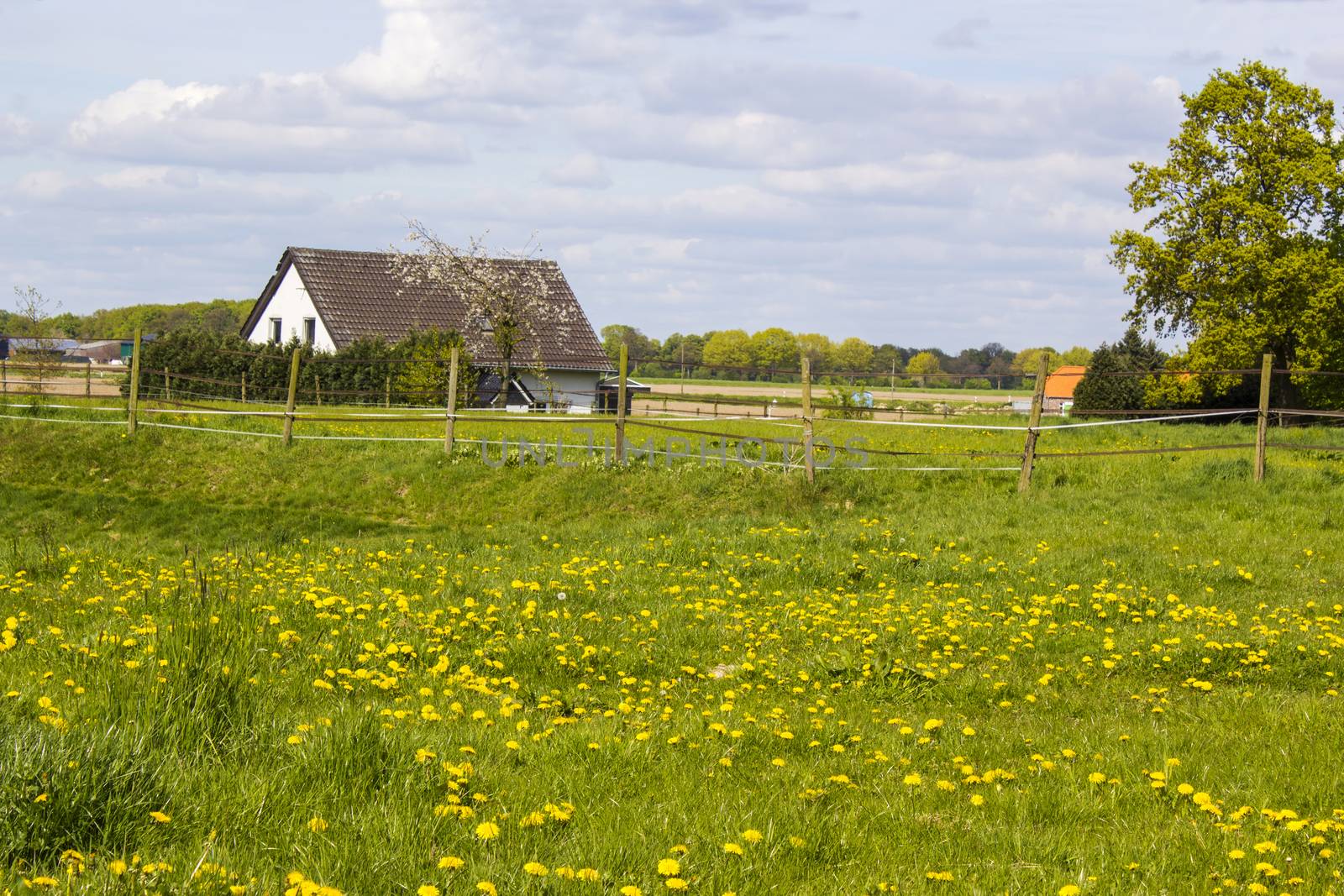 Spring meadows around a rural house, Lower Rhine, Germany by miradrozdowski