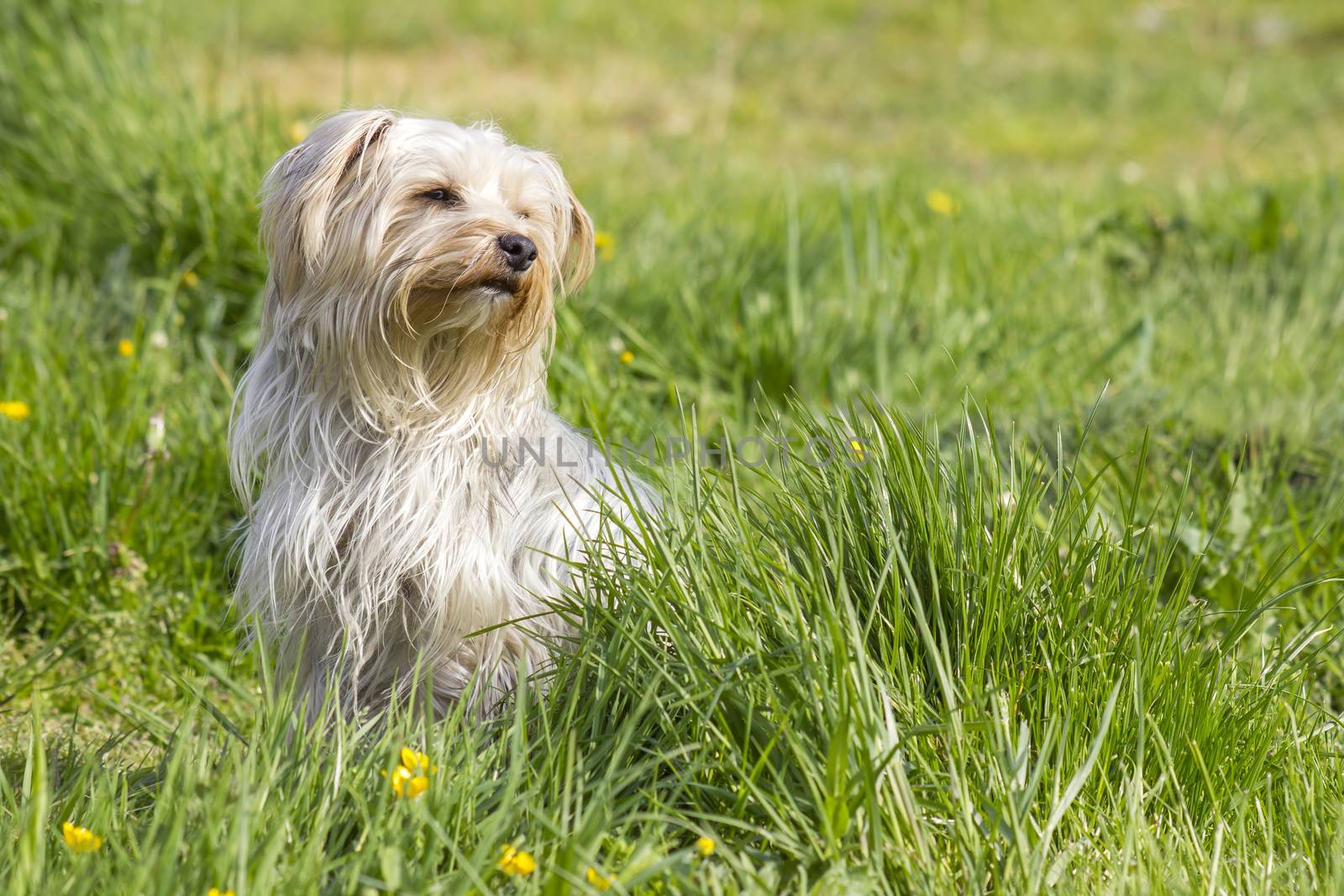 yorkshire terrier in the garden
