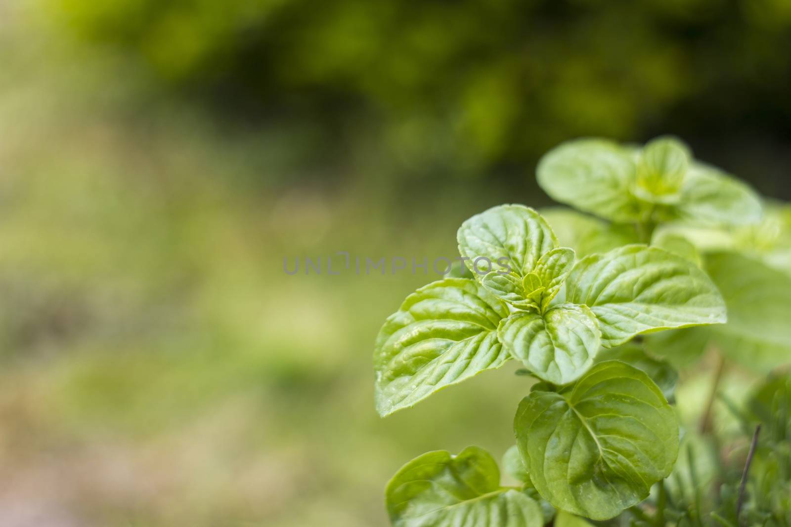 Mint plant grown at garden by miradrozdowski