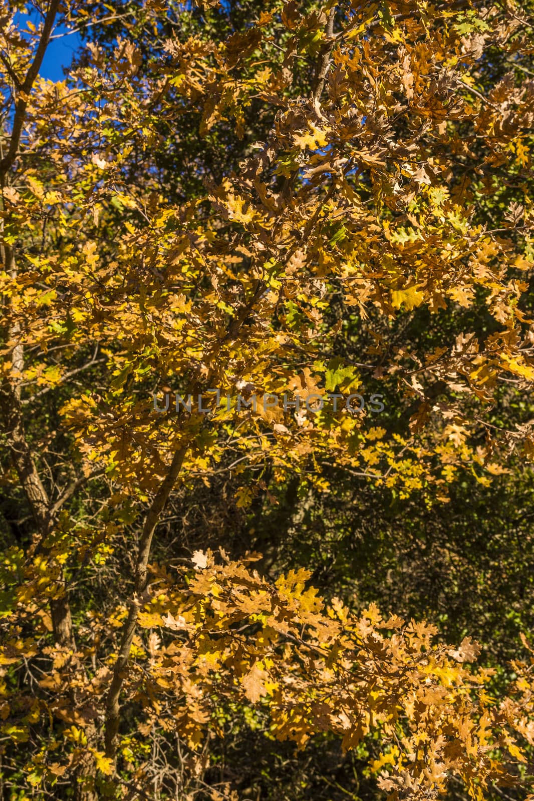 Colorful autumn leaves of the trees by ankarb