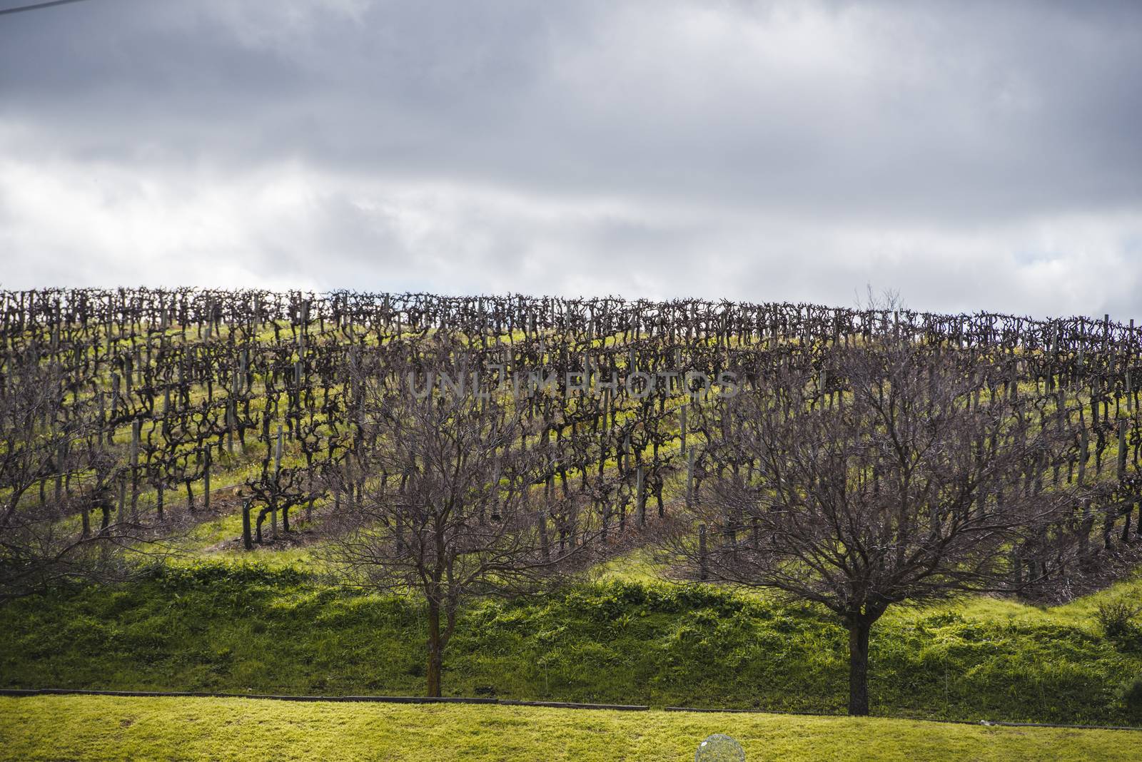 Vineyard looking dry and trimmed after the yearly pruning