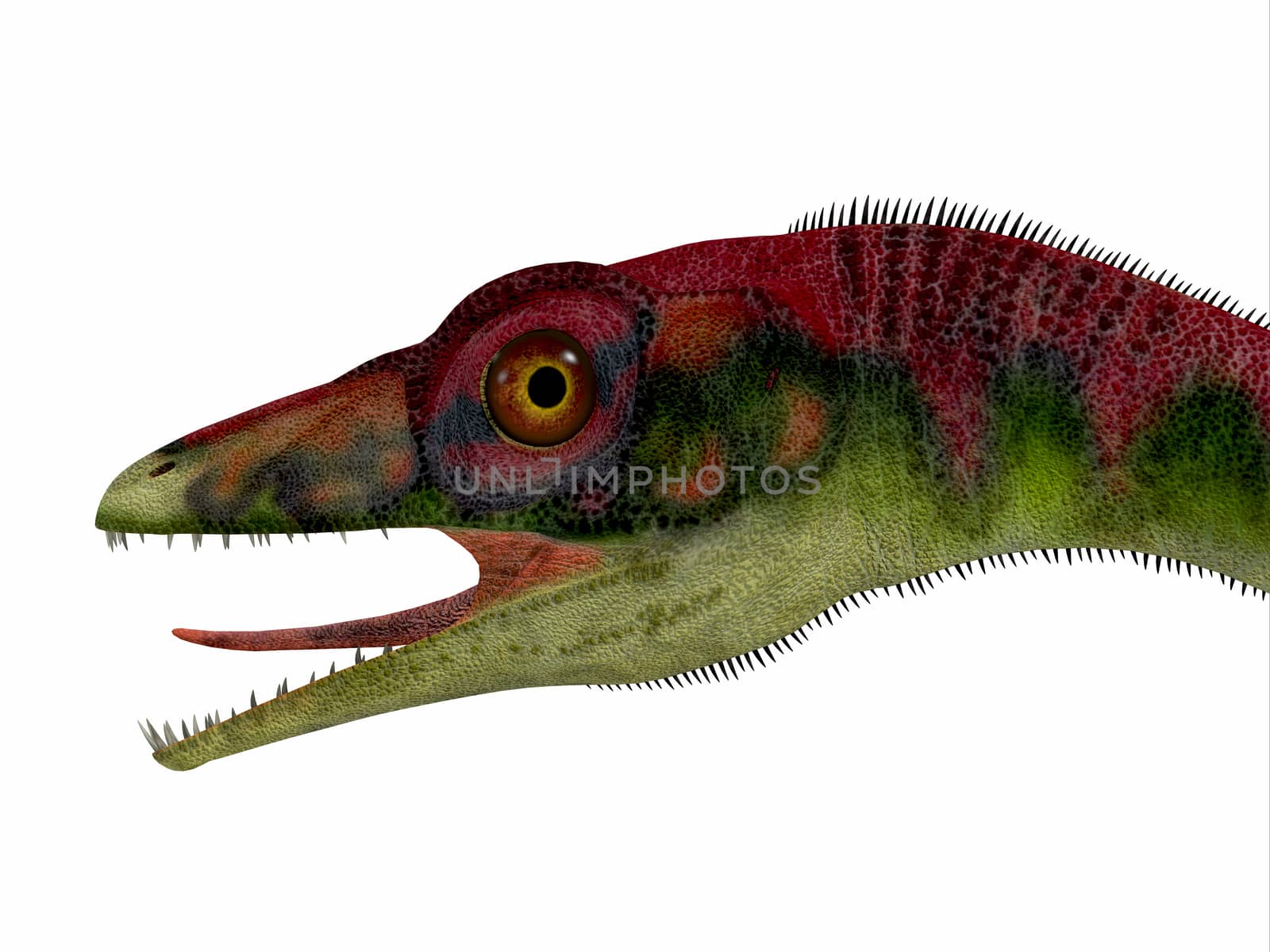 Compsognathus Dinosaur Head by Catmando