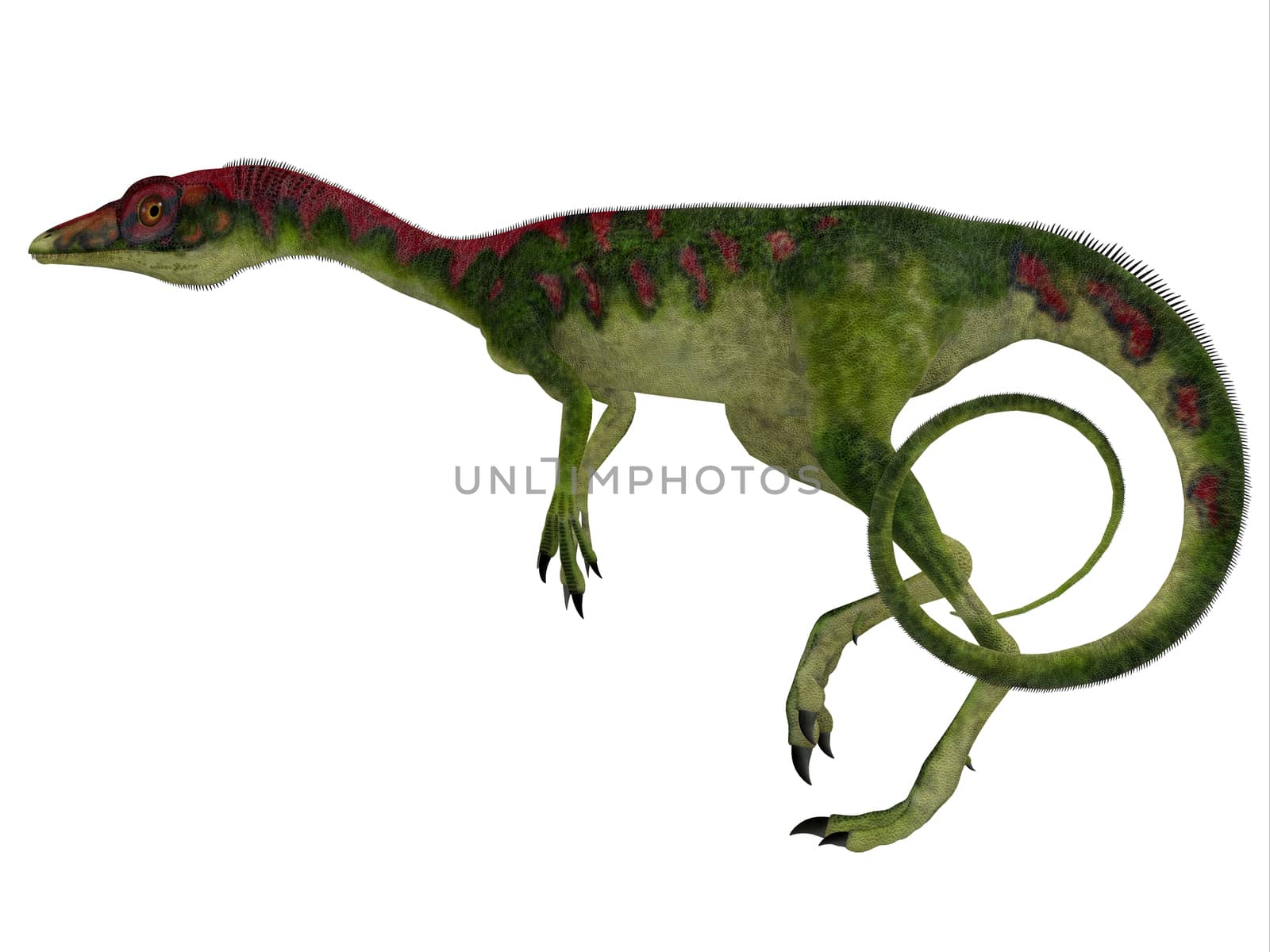 Compsognathus Side Profile by Catmando