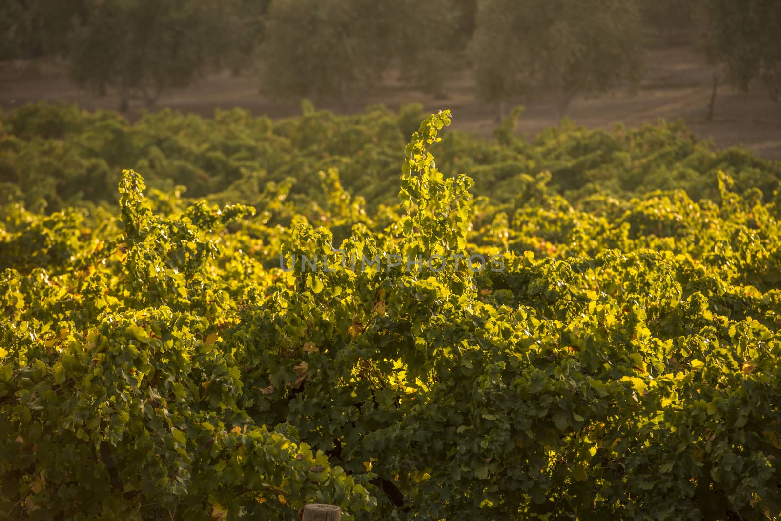 Beautiful morning light streaming over the vineyard at sunrise