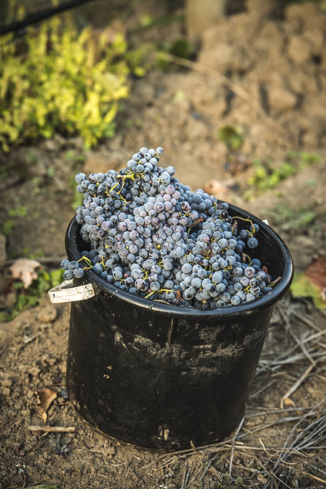 Bucket full of grapes picked for making wine