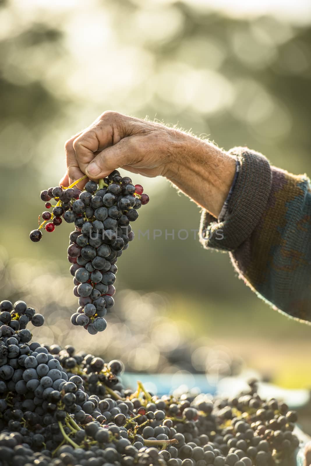 The Wine makers hand holding a freshly picked bunch of grapes.