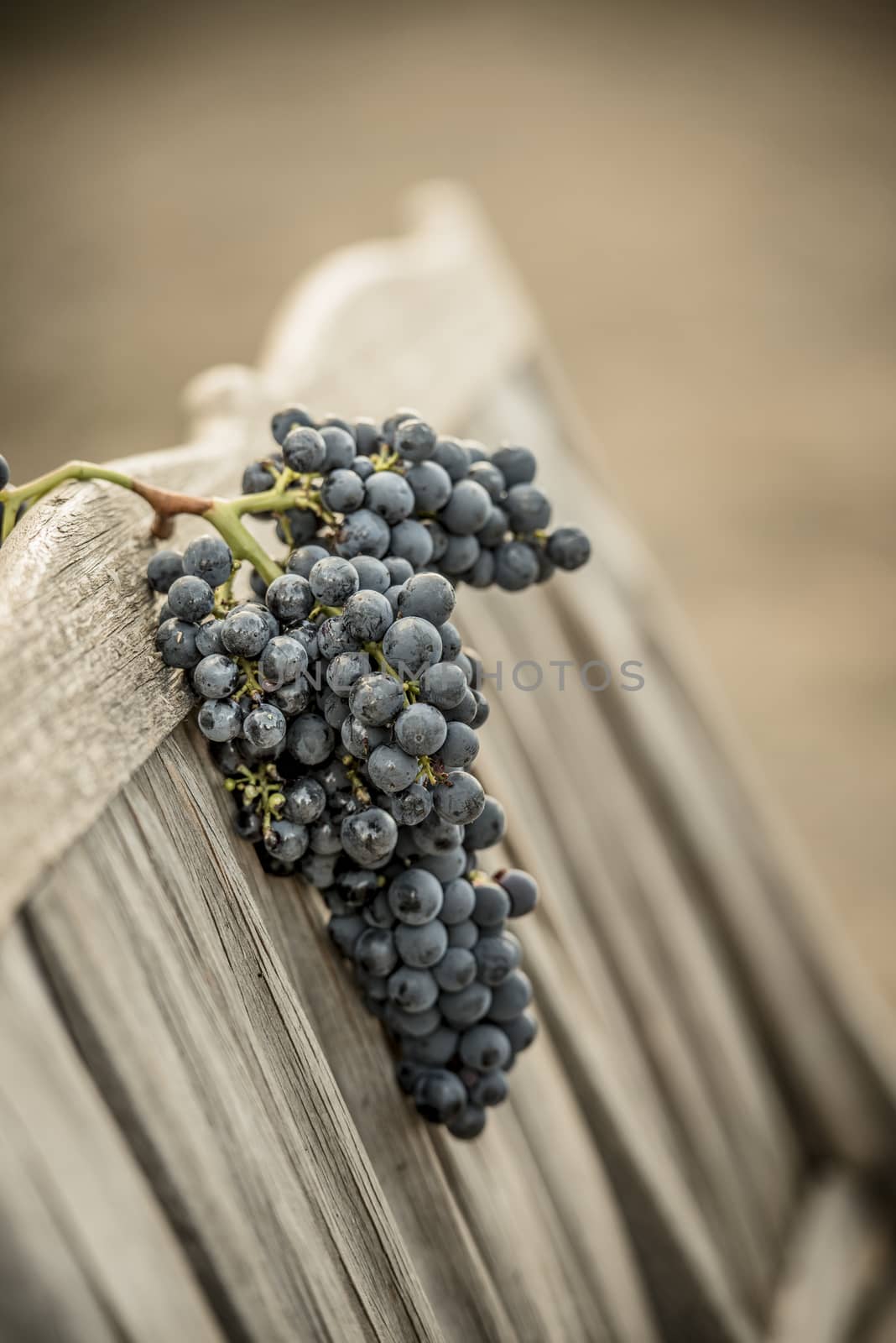 Hand picked bunch of grapes on a weathered old bench