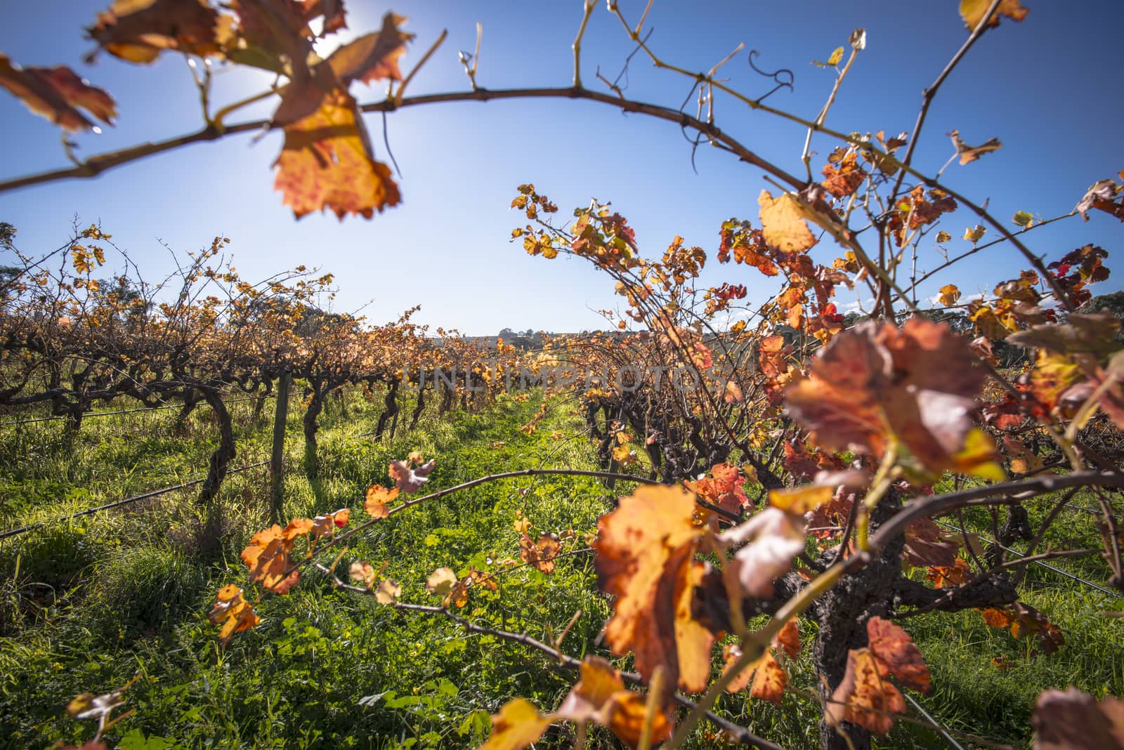 Beautiful orange, red and yellow leaves on the vineyard in autumn