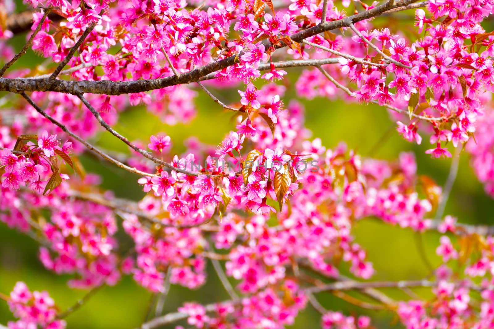 Sakura flowers blooming blossom in Chiang Mai, Thailand, nature background