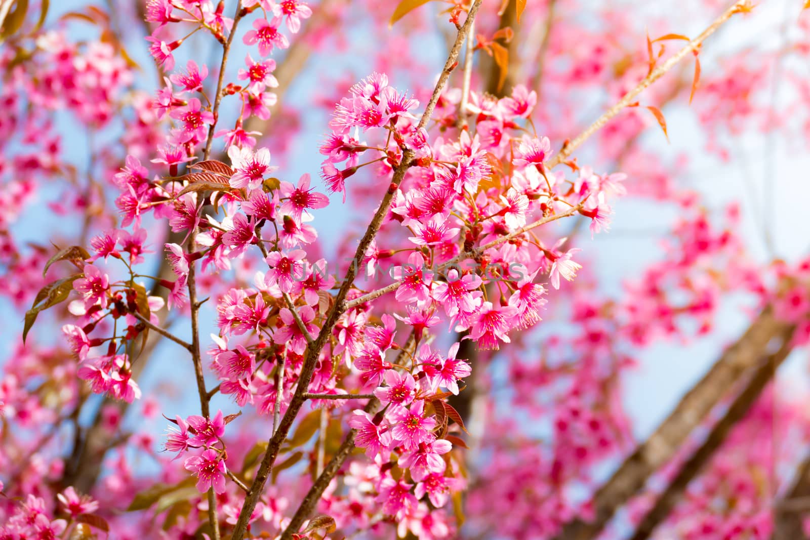 Sakura flowers blooming blossom in Chiang Mai, Thailand, nature background