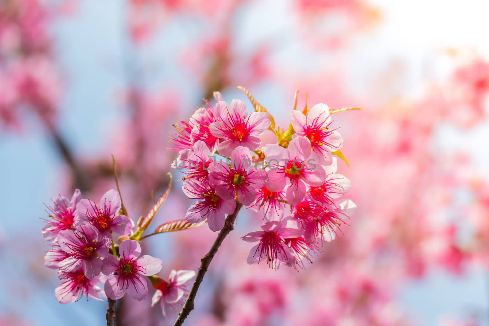 Sakura flowers blooming blossom in Chiang Mai, Thailand, nature background