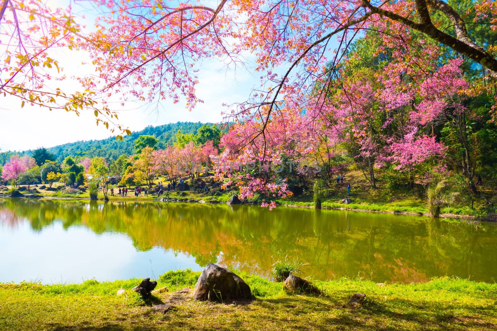 Sakura flowers blooming blossom in Chiang Mai, Thailand by teerawit