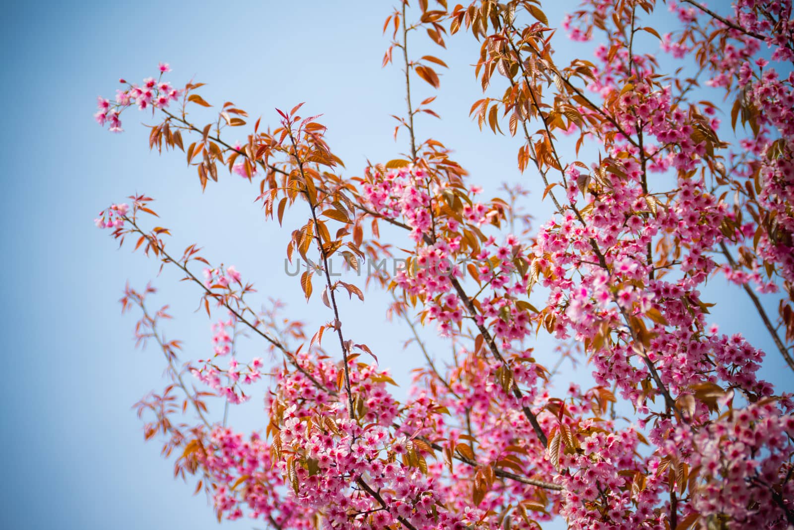 Sakura flowers blooming blossom in Chiang Mai, Thailand, nature background