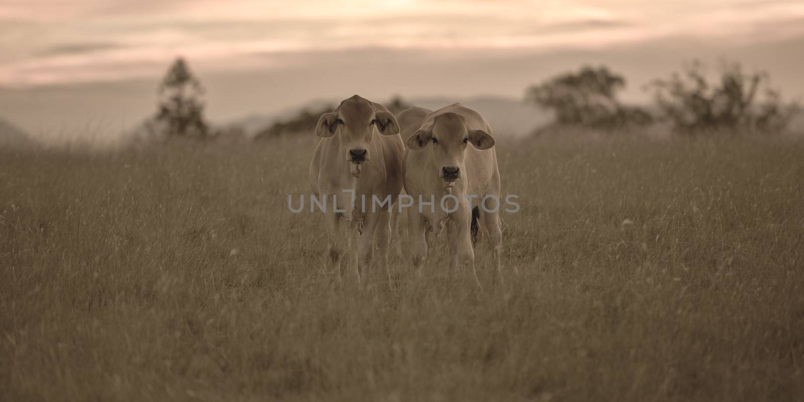 Heard of cows in a paddock during the day in Queensland