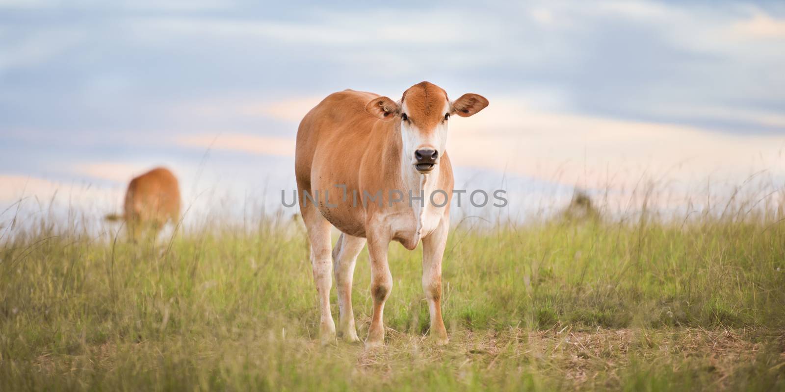 Heard of cows in a paddock during the day in Queensland