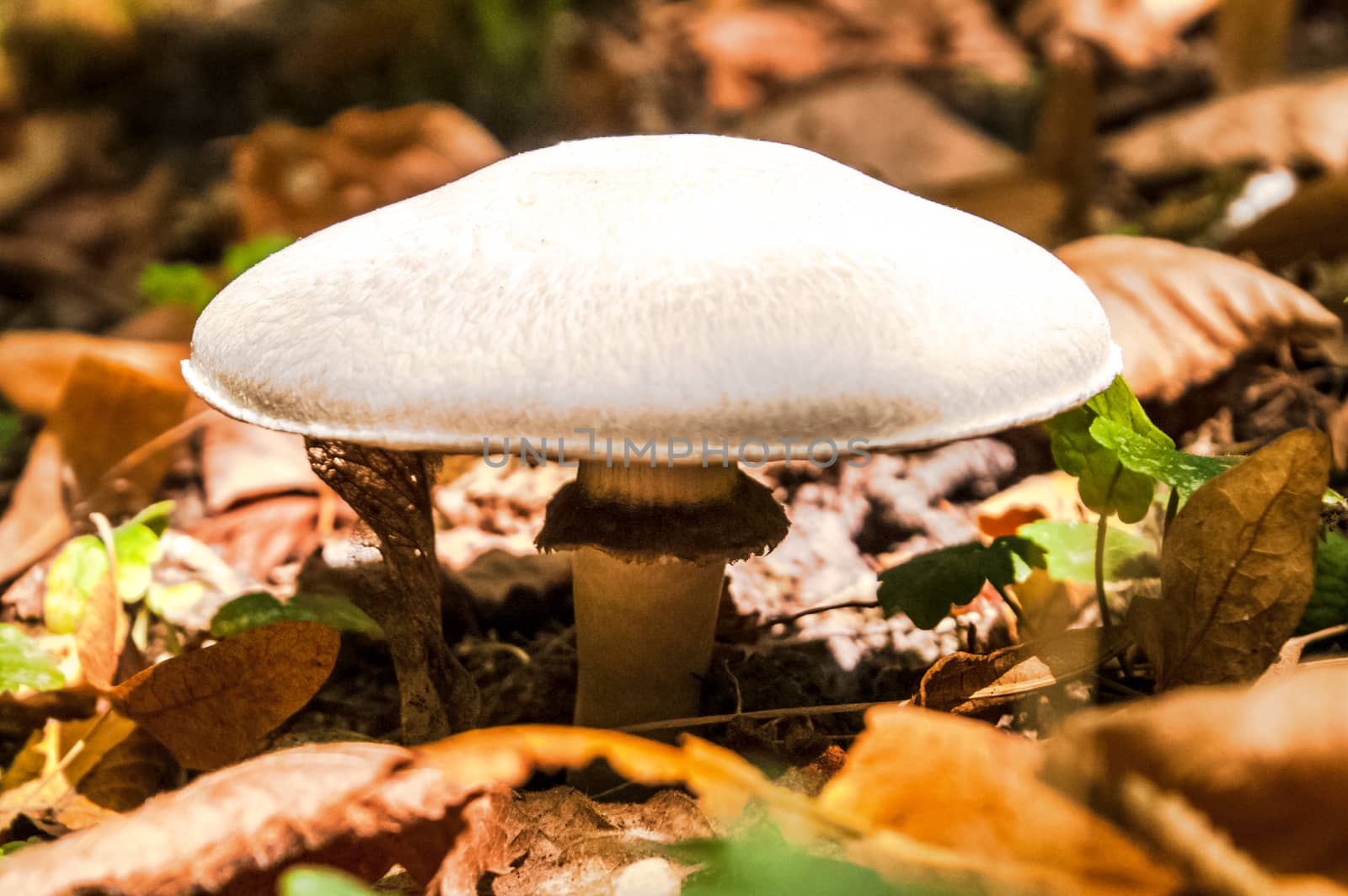 grown forest mushroom white among fallen leaves