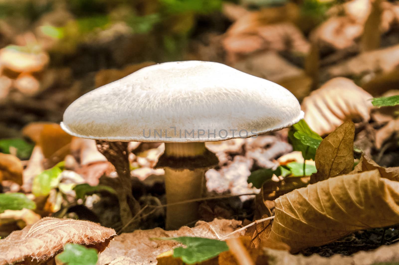 grown forest mushroom white among fallen leaves